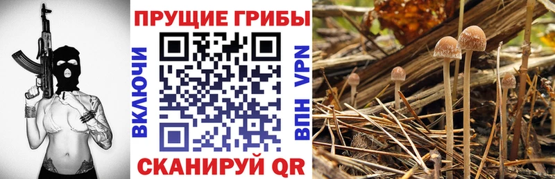 площадка Telegram  Дагестанские Огни  Псилоцибиновые грибы Cubensis 